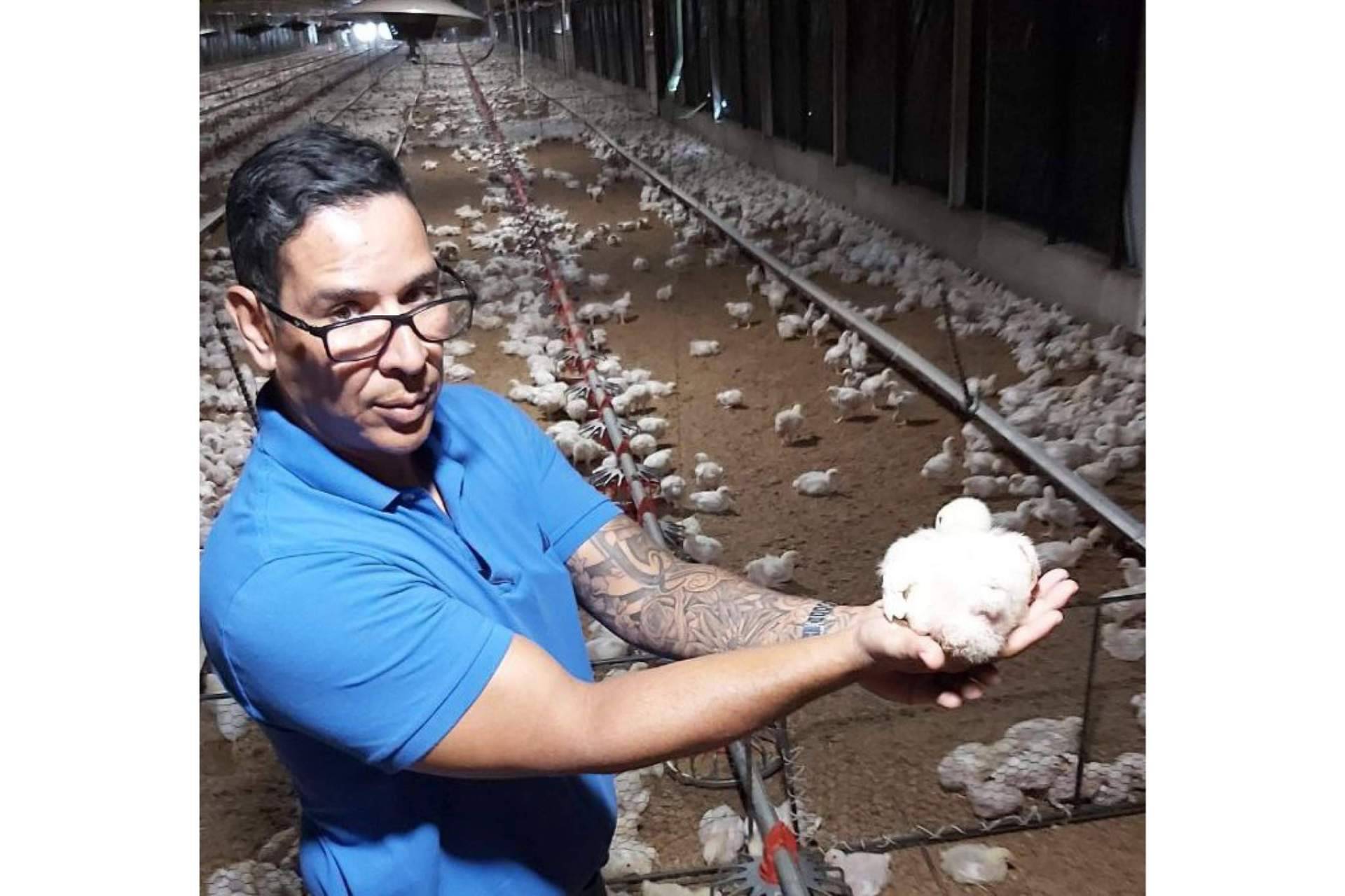 La crianza de gallinas ponedoras, así es la estrategia con AméricaAgro