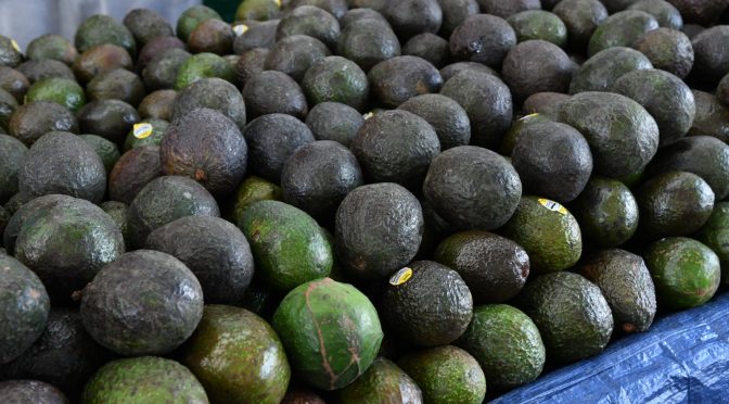 Michoacán enviará 130 mil toneladas de aguacate para el Super Bowl