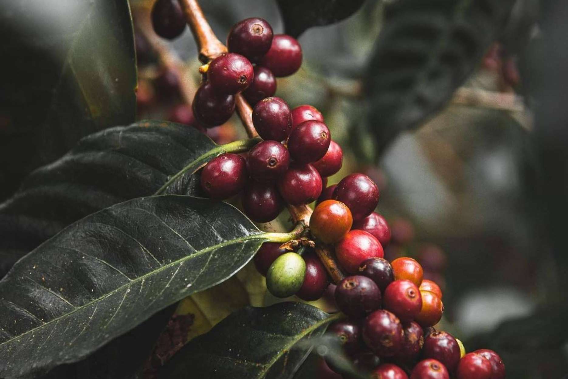 Cafe Catuai, bondades, orígenes y proyección de una variedad que redefine la experiencia sensorial del consumidor