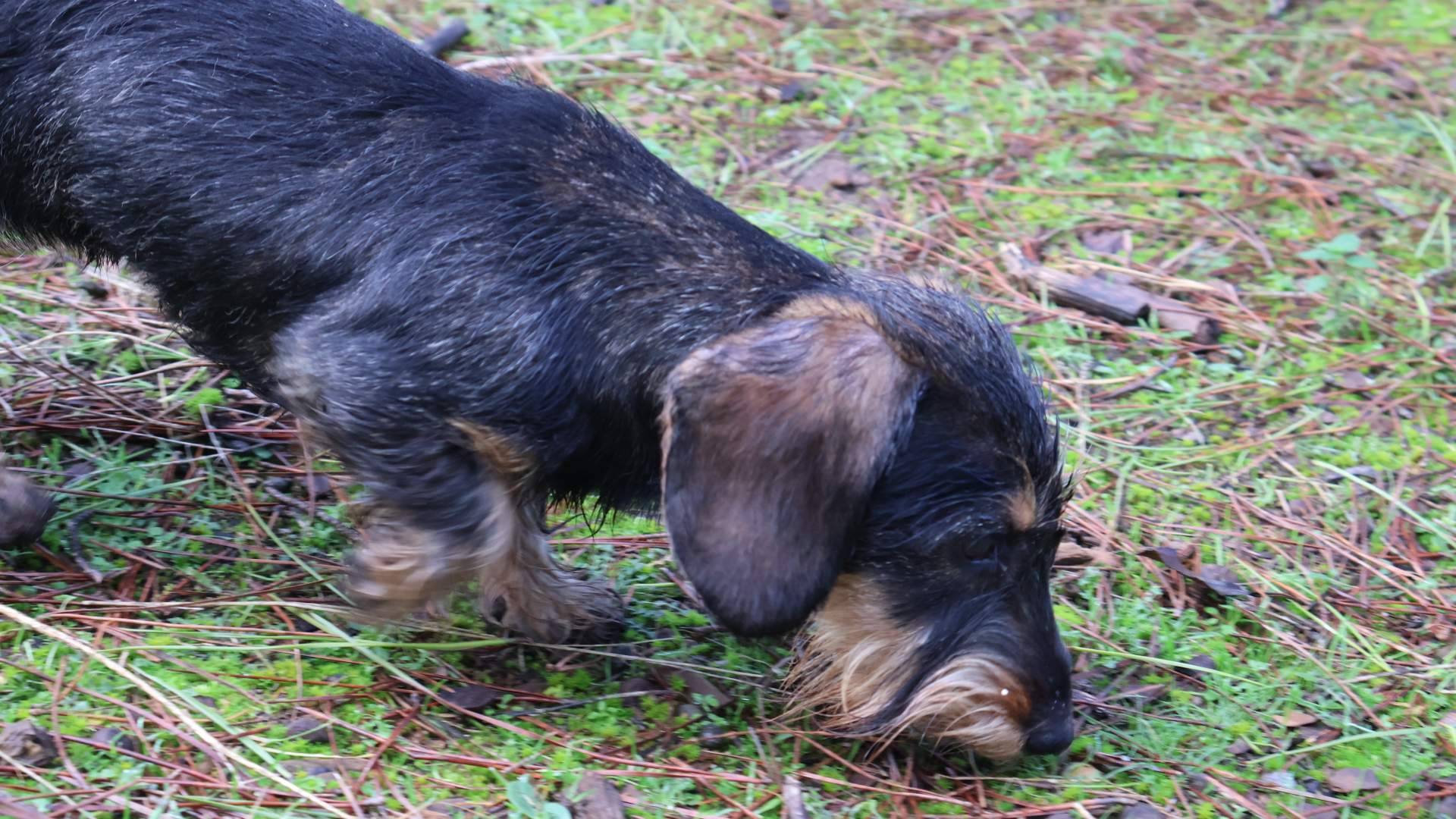 Qué tener en cuenta al elegir un cachorro de Teckel