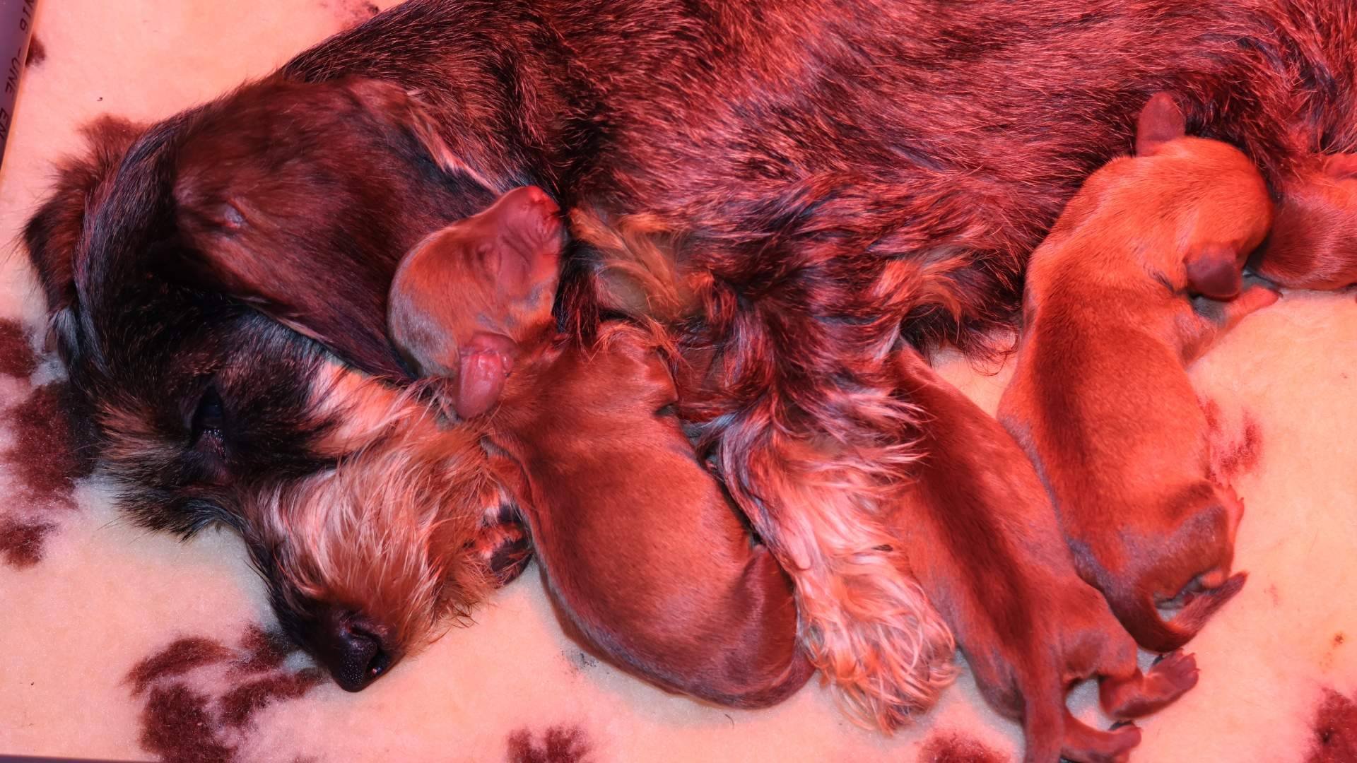 Más que un criadero, una familia; el compromiso con la cría ética del Teckel Kaninchen de pelo duro